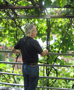 Latif Jiji standing on the roof of his townhouse under his grapevine, looking south toward Midtown Manhattan.