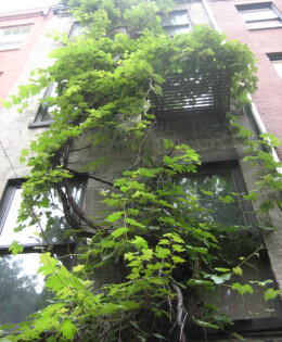 Latif Jiji’s vine growing up the back of the townhouse in summer.