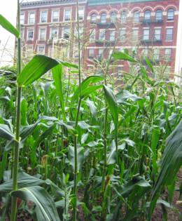 Willie’s corn stalks. He got a taste for growing things while growing up in Georgia with his grandparents, who were sharecroppers.