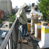 Andrew and his assistant examine one of the rooftop hives on 2nd Avenue. A hive consists of boxes of frames, kind of like a filing cabinet full of files. The bees build wax onto each frame and fill it with nectar they gather from street trees, garden, park and windowbox flowers, and also add a preservative enzyme. They cap each cell with wax, and the substance becomes honey.