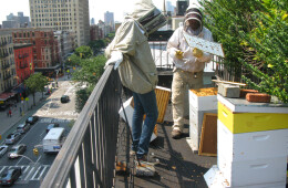 Andrew and his assistant examine one of the rooftop hives on 2nd Avenue. A hive consists of boxes of frames, kind of like a filing cabinet full of files. The bees build wax onto each frame and fill it with nectar they gather from street trees, garden, park and windowbox flowers, and also add a preservative enzyme. They cap each cell with wax, and the substance becomes honey.