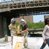 Andrew and his assistant Cecilia Lee open up a hive on the roof of the Bridge Café, in the shadow of the Brooklyn Bridge. Cecilia did not follow Andrew’s instructions to wear long, loose clothing, so mostly today she does ancillary tasks like buying extra garbage bags for the frames full of honey.