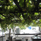 By late summer, grapes cover the rooftop arbor in thick bunches that block the sun.