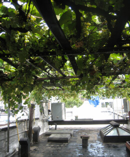 By late summer, grapes cover the rooftop arbor in thick bunches that block the sun.