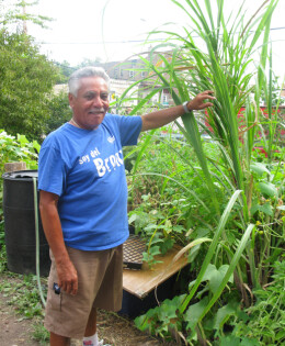 Jorge Torres grows sugar cane in a community garden in the Bronx.